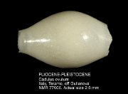 PLIOCENE-PLEISTOCENE Cadulus ovulum